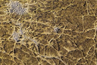 Marshland with animal trails and little muddy pools