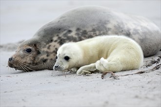 Gray Seals (Halichoerus grypus)