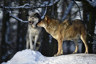 Male and female alpha wolf