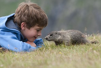 Boy looking at a young curious European Marmot (Marmota marmota)