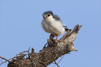 African pygmy falcon (Polihierax semitorquatus) adult