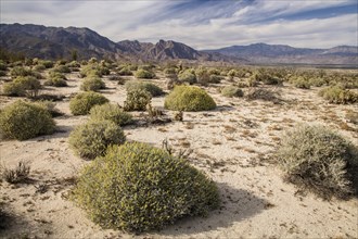 Californian desert dominated by Burro bush (Ambrosia dumosa)
