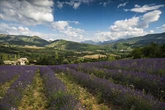 Lavender field