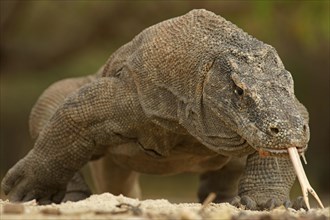 Komodo Dragon (Varanus komodoensis)