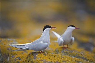 Arctic Terns (Sterna paradisaea)