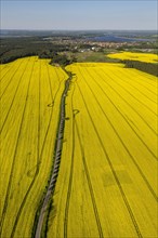 Blooming rapeseed fields avenue