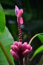 Banana flower (Musa paradisiaca) with infructescence
