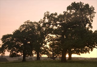 Oak trees at sunrise
