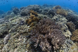 Hard coral on tropical reef off the island of Menjangan