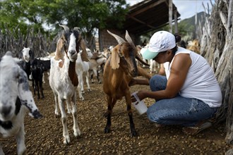 Woman milking a goat (Capra hircus aegagrus)