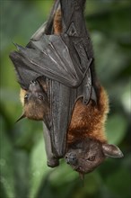 Flying fox (Pteropus sp.)