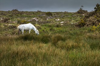 White pony grazing in Irish landscape