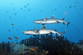 Two Whitetip Reef Sharks (Triaenodon obesus) over coral reef