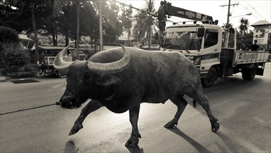 Water buffalo on the road