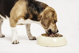 Beagle feeding from a bowl of dry food