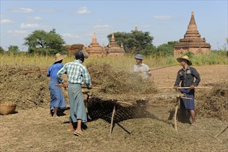 Burmese people thrashing peanuts from plants with sticks