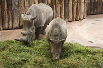 White Rhinoceros (Ceratotherium simum) with young