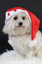 Small white dog on white fur with Santa Claus hat