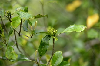 Cloves (Syzygium aromaticum)