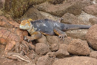 Galapagos land iguana (Conolophus subcristatus)