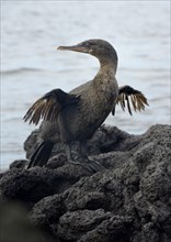 Flightless cormorant or Galapagos cormorant (Phalacrocorax harrisi)