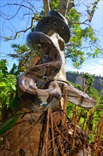 Reticulated python (Malayopython reticulatus)