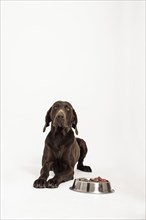 German Shorthaired Pointer lying in front of a bowl of raw meat