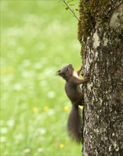 Squirrel (Sciurus vulgaris) on the tree
