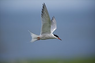 Common Tern (Sterna hirundo) in flight