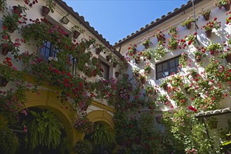 Flower-bedecked inner courtyard during the Fiesta de los Patios