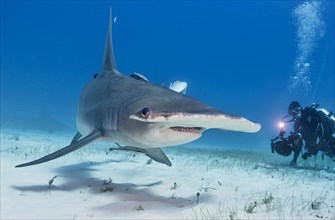 Great hammerhead shark and Diver (Sphyrna mokarran)