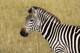 Grant's Zebra (Equus quagga boehmi)m adult
