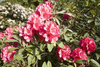 Red blooming Rhododendron (Rhododendron sp.)