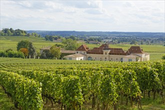 Bordeaux vineyard and Chateau Angelus