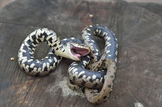 Play dead reflex of an adult Grass Snake (Natrix natrix helvetica)