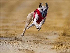 Sighthound on sand track