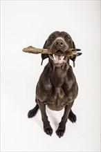 German Shorthaired Pointer gnawing on a deer leg