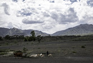 Cattle in Tigray Province