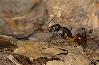 Giant forest ant (Camponotus gigas)