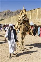 Man with his with his camel loaded with firewood walking through the Monday market of Keren