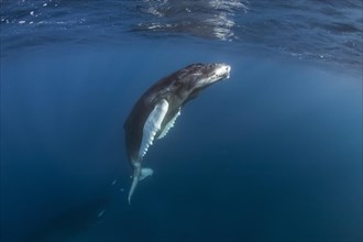 Humpback Whale (Megaptera novaeangliae)