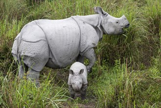 Indian rhinoceroses (Rhinoceros unicornis)