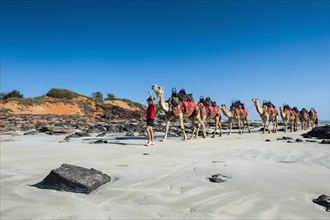 Camels prepared for tourists on Cable Beach