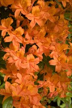 Orange flowering Rhododendron (Rhododendron molle)