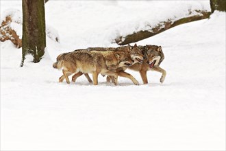 Three wolves (Canis lupus) in the snow