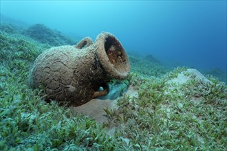 Amphora on seagrass meadow