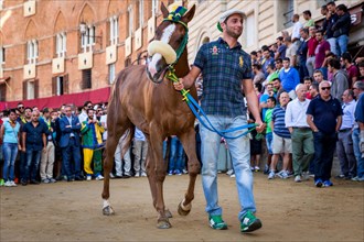 After the Palio di Siena the horses are presented to the spectators and supporters