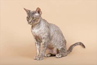 Purebred Devon Rex cat