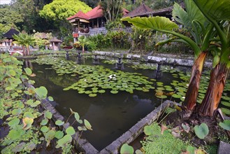 Pond with lotus plants at the Tirta Gangga Water Temple