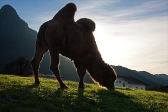 Camel (Camelus bactrianus) grazing